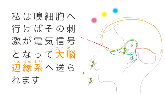 私は嗅細胞へ行けばその刺激が電気信号となって大脳辺縁系へ送られます。