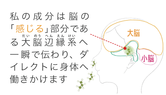 私の成分は脳の「感じる」部分である大脳辺縁系へ一瞬で伝わり、ダイレクトに身体へ働きかけます。