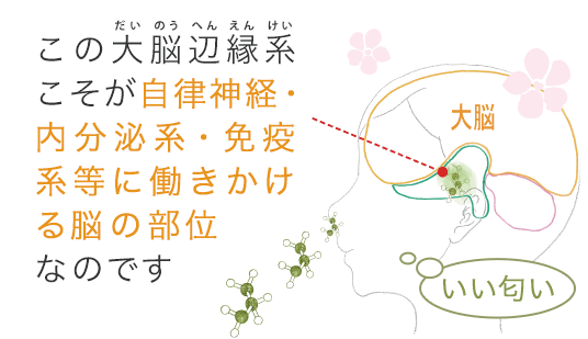 この大脳辺縁系こそが自律神経・内分泌系・免疫系等に働きかける脳の部位なのです。