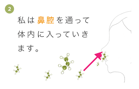 私は鼻腔を通って体内に入っていきます。