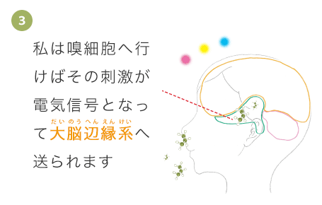 私は嗅細胞へ行けばその刺激が電気信号となって大脳辺縁系へ送られます。