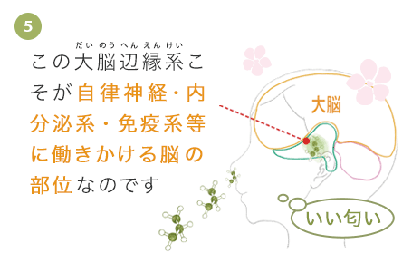 この大脳辺縁系こそが自律神経・内分泌系・免疫系等に働きかける脳の部位なのです。